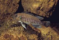 <i>Triglachromis otostigma</i>, Burundi