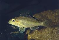 <i>Xenotilapia spilopterus</i>, Ndole Bay