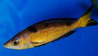 <i>Cyprichromis microlepidotus</i>, Kasai