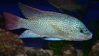 <i>Oreochromis tanganicae</i>