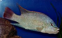 <i>Oreochromis tanganicae</i>