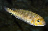 <i>Petrochromis ephippium</i>