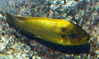 <i>Petrochromis ephippium</i>