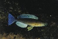<i>Cyprichromis leptosoma</i>, Kigoma
