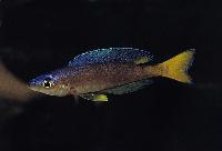 <i>Cyprichromis leptosoma</i>, Malasa