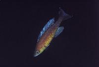 <i>Cyprichromis pavo</i>, Chaitika