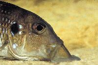 <i>Gnathochromis permaxillaris</i>, Chituta