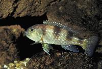 <i>Limnochromis auritus</i>, Burundi