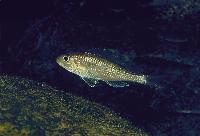 <i>Microdontochromis tenuidentatus</i>, Cameron Bay