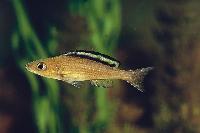 <i>Paracyprichromis brieni</i>, Kitumba (hona)