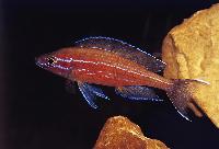 <i>Paracyprichromis nigripinnis</i>, Chituta