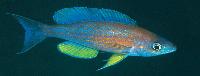 <i>Cyprichromis pavo</i>, Samazi