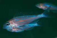 <i>Microdontochromis rotundiventralis</i>, Chimba