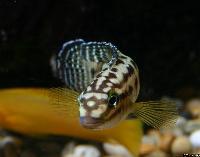 <i>Julidochromis marlieri</i>