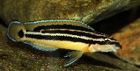 <i>Julidochromis ornatus</i>