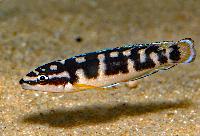 <i>Julidochromis</i> sp. 'Kissi'