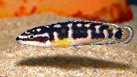 <i>Julidochromis</i> sp. 'Kissi'