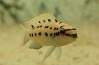 <i>Chalinochromis</i> sp. 'ndobnoi'