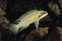 <i>Chalinochromis brichardi</i>, Magara