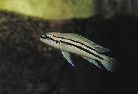 <i>Chalinochromis popelini</i>, Kipili