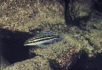 <i>Julidochromis dickfeldi</i>, Moliro