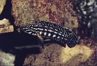 <i>Julidochromis marlieri</i>, Magara