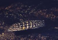 <i>Julidochromis marlieri</i>, Kasanga