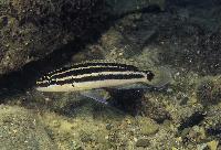 <i>Julidochromis ornatus</i>, Mpulungu