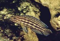 <i>Julidochromis regani</i>, Malagarazi