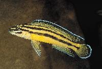 <i>Julidochromis marksmithi</i>