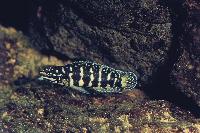 <i>Julidochromis marlieri</i>, Gombe