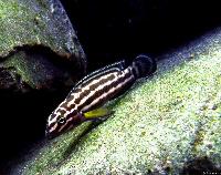 <i>Julidochromis regani</i>