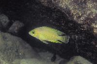 <i>Variabilichromis moorii</i>, Sumbu (yngel)