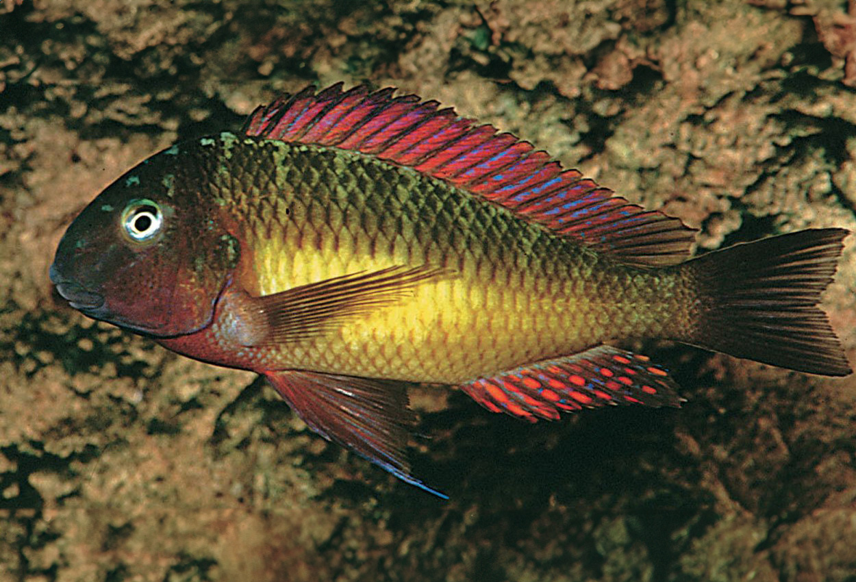 Foto på fisken Tropheus moori, Kambwimba