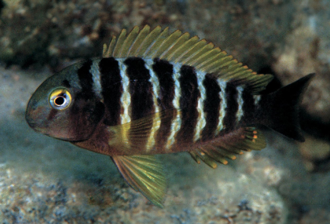 Foto på fisken Tropheus brichardi, Kibige