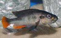 <i>Haplochromis piceatus</i>