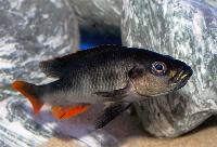 <i>Haplochromis piceatus</i>