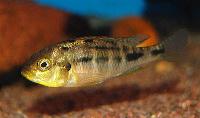 <i>Haplochromis sauvagei</i>