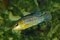 <i>Oreochromis alcalicus</i>