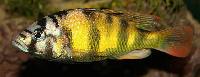 <i>Haplochromis</i> sp. 'thick skin'