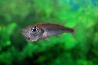 <i>Haplochromis thereuterion</i>