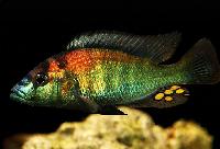 Haplochromis schubotzi