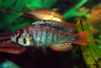 <i>Haplochromis</i> sp. 'blue obliquidens'
