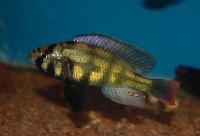 <i>Haplochromis</i> sp. 'kenya gold'