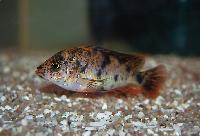 <i>Haplochromis</i> sp. 'red piebald'