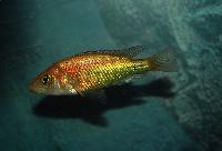 <i>Lipochromis</i> sp. 'parvidens red'