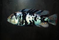 <i>Neochromis omnicaeruleus</i>