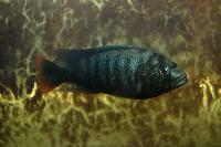<i>Neochromis</i> sp. 'bihiru scraper'