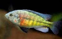 <i>Ptyochromis fischeri</i>, Jinja 