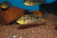 <i>Ptyochchromis fischeri</i>